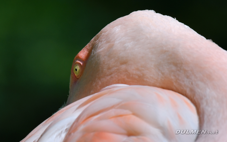 Flamingo (Phoenicopterus spp.)